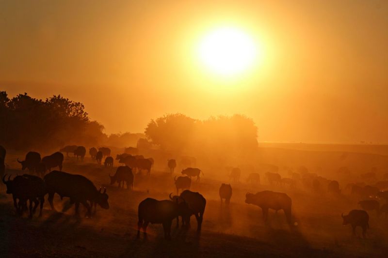 Silhouette buffalo on landscape against sky during sunset