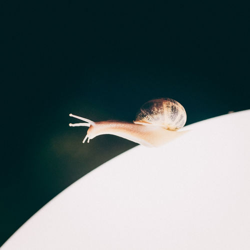 Close-up of snail over white background