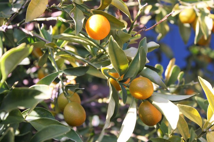 Close-up of fruits on tree