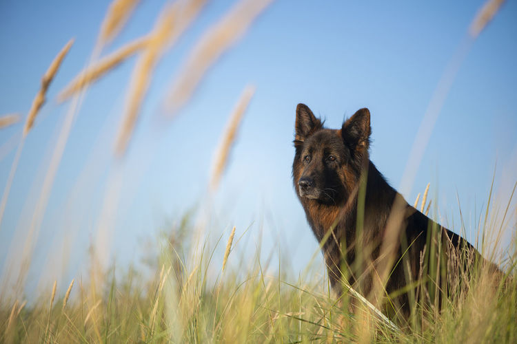 A german shepherd dog sitting on green grass