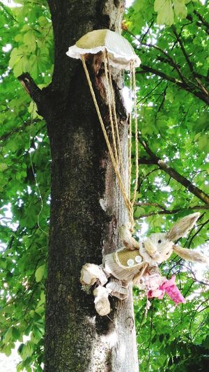 Close-up of mushrooms on tree trunk