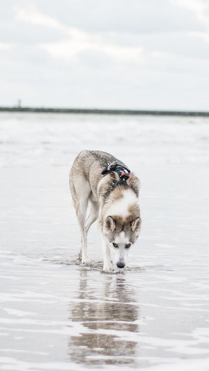 Wild at the beach 
