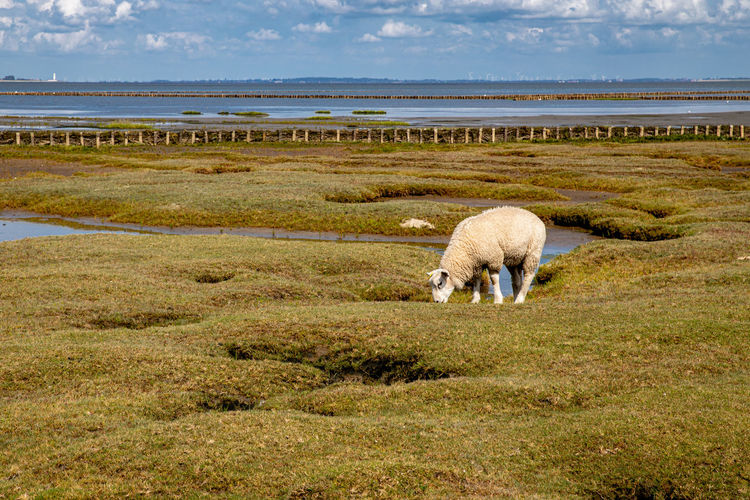 View of sheep grazing in the sea