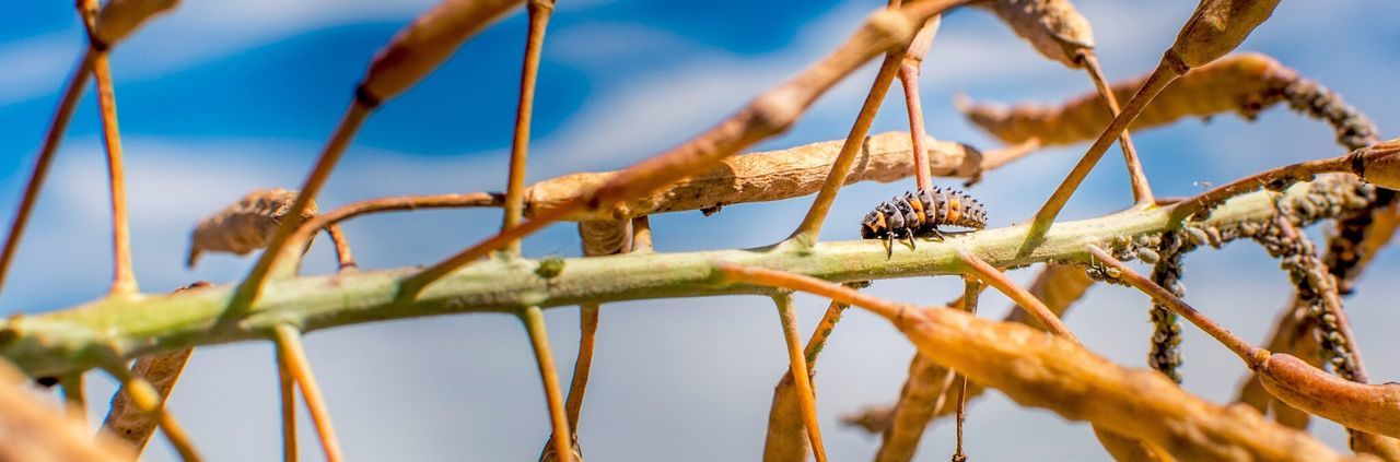 Low angle view of insect on dried plant