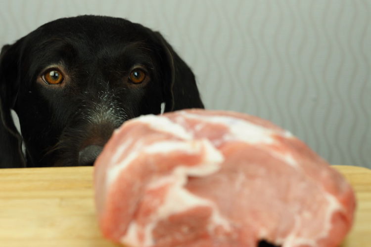 Food for the domestic dog. the dog looks at a large piece of meat lying on the table. high quality