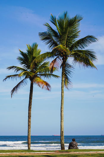 Palm tree on beach against sky