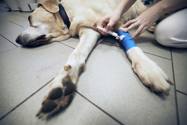 Veterinarian during dog treatment. old labrador retriever in animal hospital.