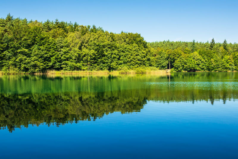 Reflection of trees on calm lake