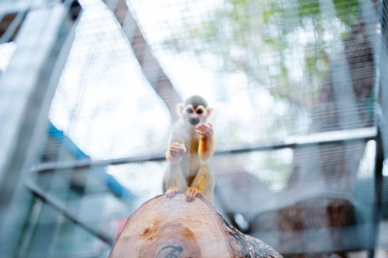 Monkey's invitation