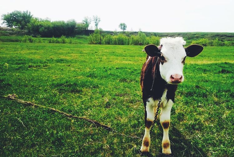 Portrait of cow standing on field