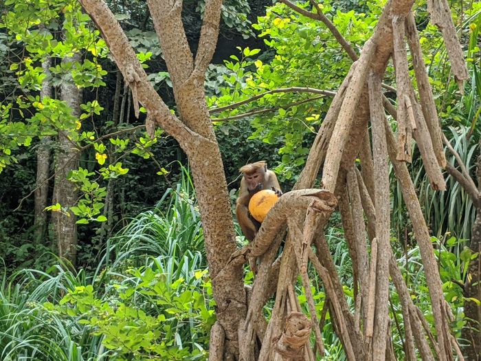 Monkey sitting on tree trunk