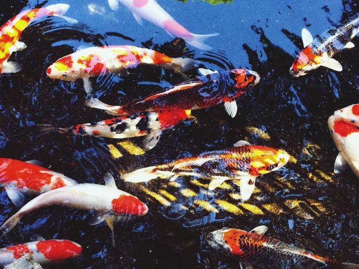 Close-up of koi fish in water