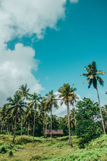 Palm trees on field against sky