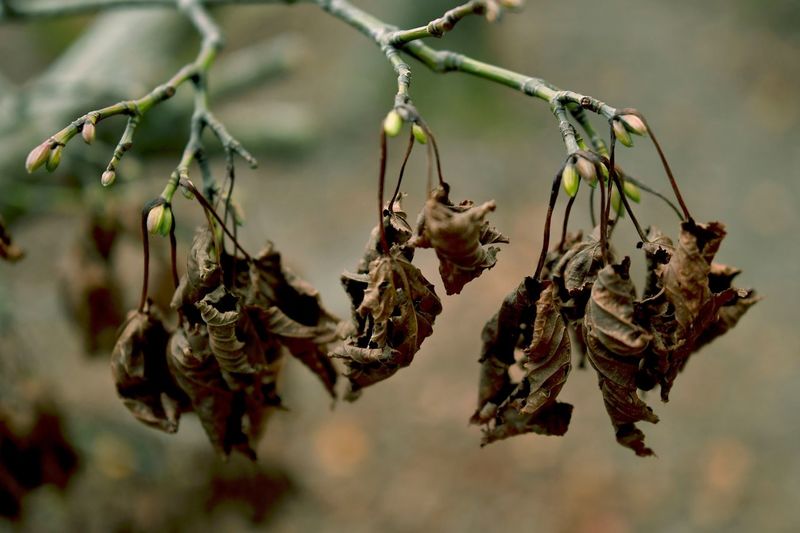 Close-up of wilted plant hanging outdoors