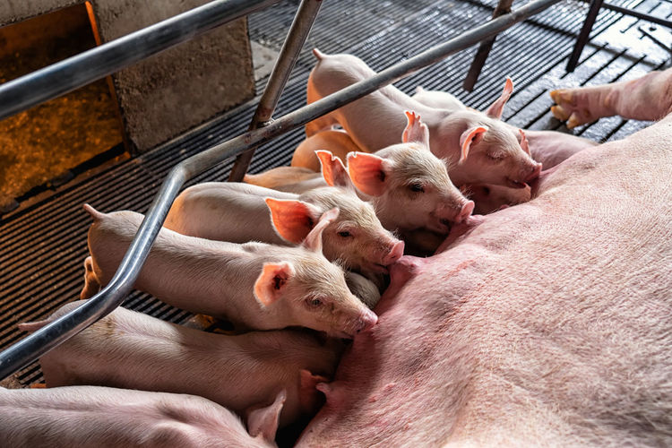 Baby pigs sucking mother pig in hog farms, animal and pig industry
