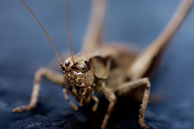 Close-up of grasshopper on wet surface