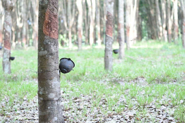 Tree trunk on field in forest