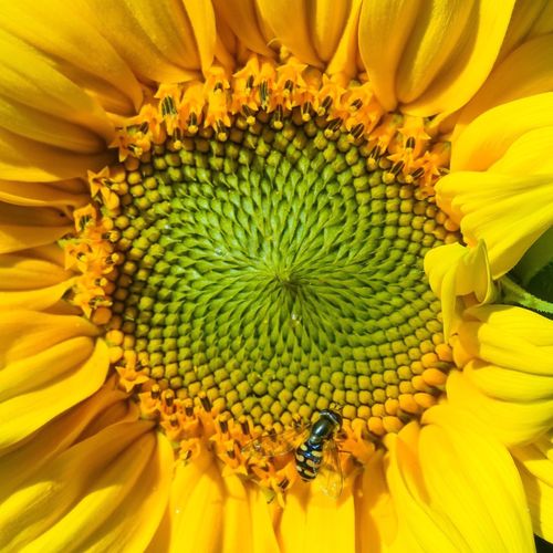 Full frame shot of yellow sunflower blooming outdoors