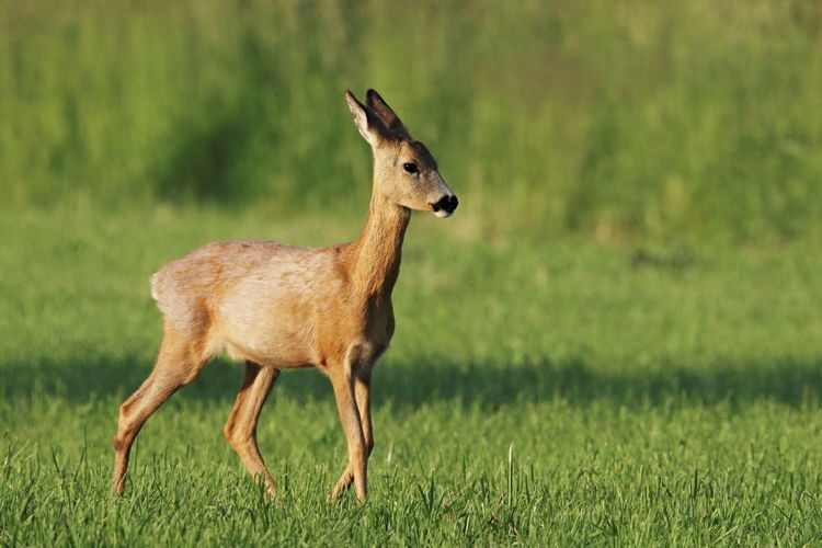 Side view of roe deer  on field