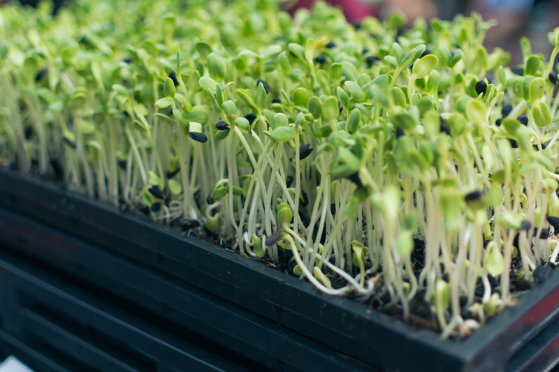 Close-up of sunflower sprouts in seedling tray
