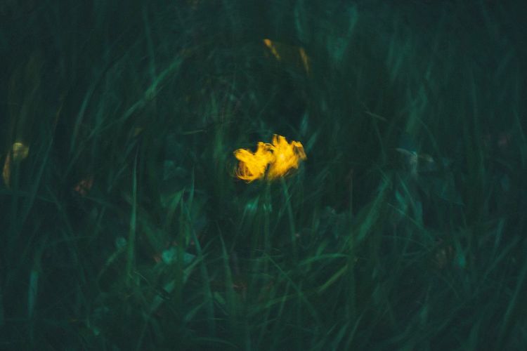 Close-up of yellow flower on grass at night