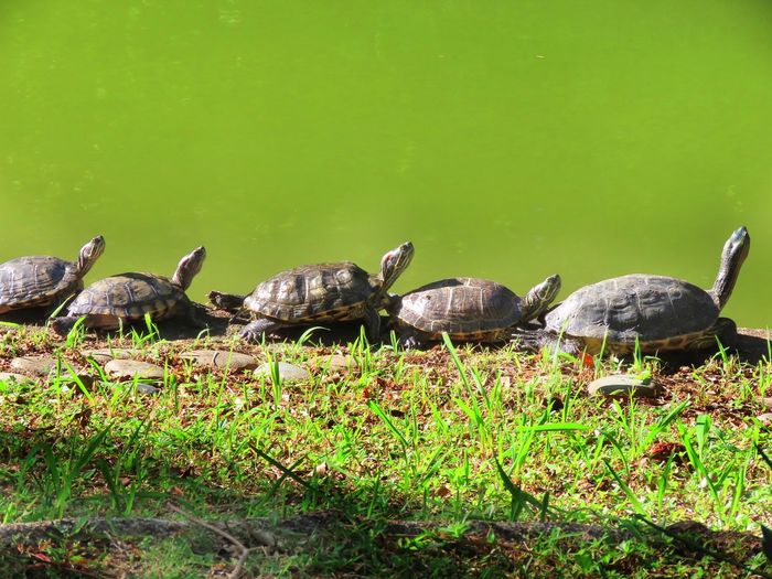 Turtle on field
