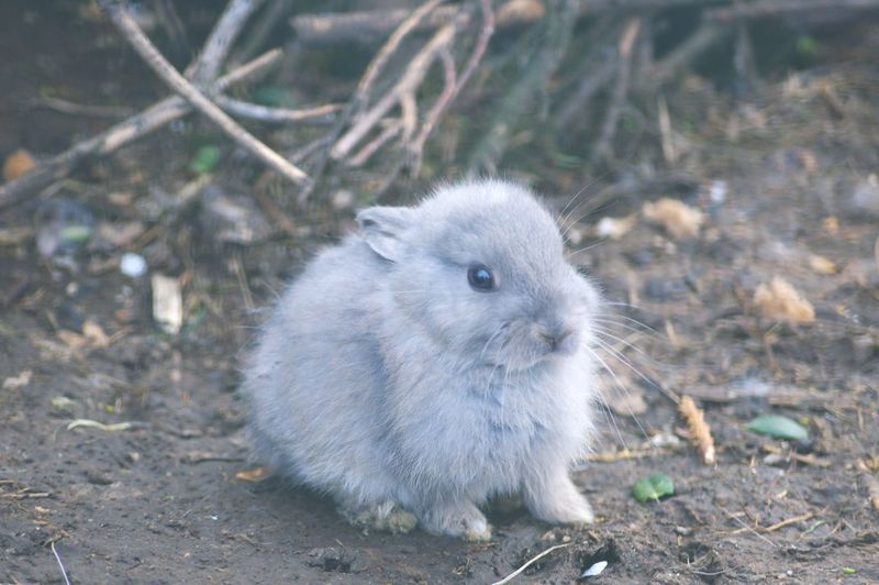 Close-up portrait of a rabbit on field