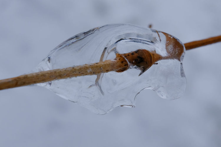 Close-up of insect on ice