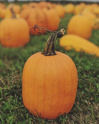Close-up of pumpkin on field during autumn