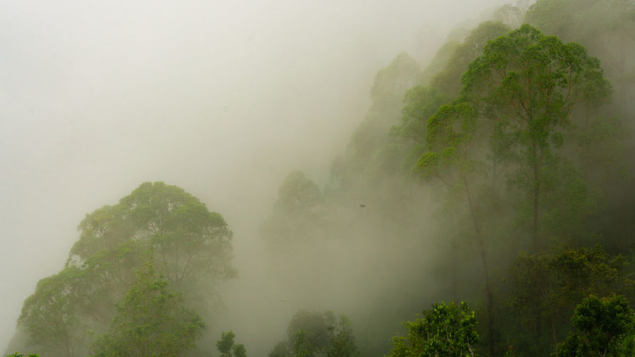 Panoramic shot of trees and mountains against sky