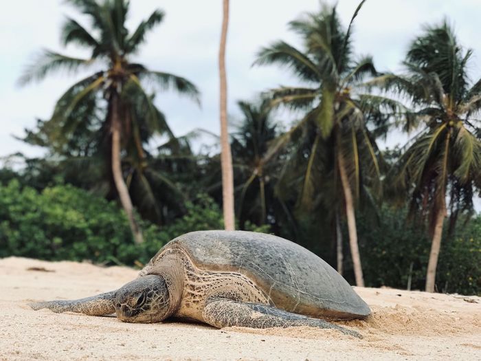 Tortoise on sand at beach against palm trees