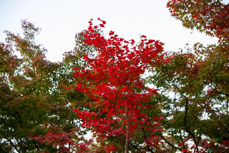 Low angle view of red leaves on tree against sky