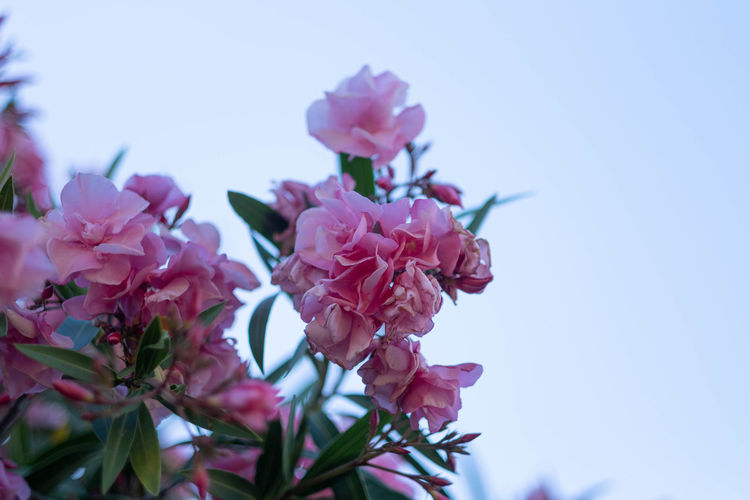 Low angle view of pink flowering plant