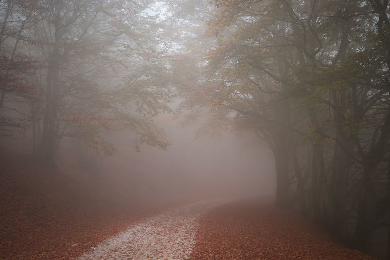 Mountain road that goes through a misty dark misterious beech forest