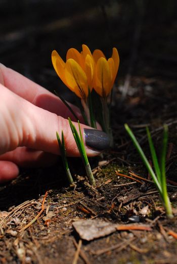 Cropped hand of woman plucking yellow flowers blooming on field