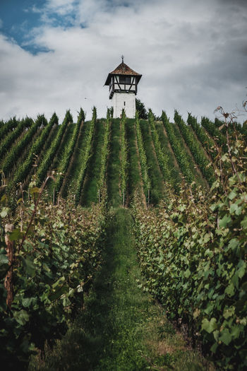 Scenic view of vineyard against sky
