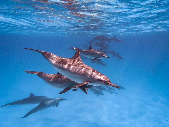 Dolphinscchool in the ocean