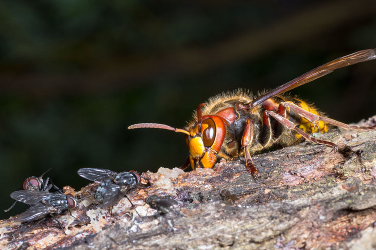 Hornet on the tree and a fly. blurred background.