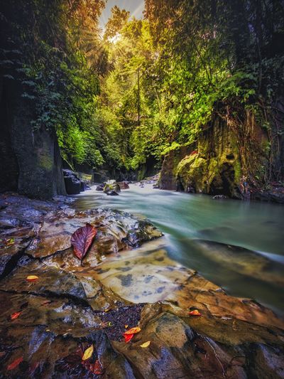 Stream flowing through rocks in forest