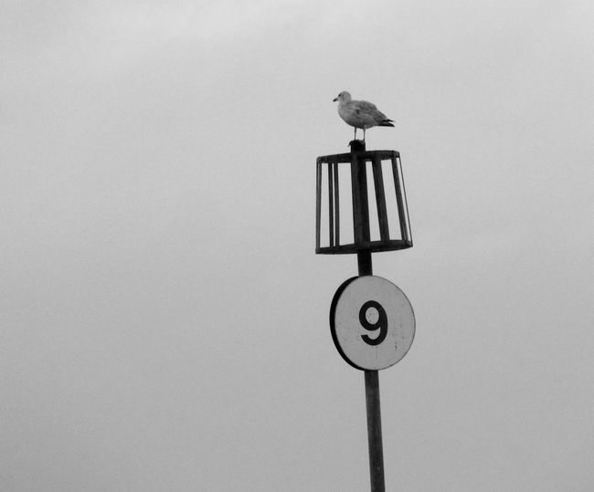 Low angle view of seagull perching on pole against sky