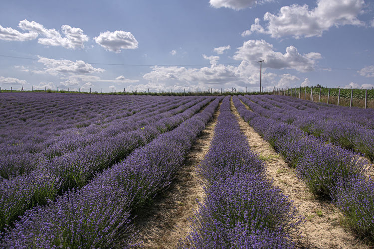 View of lavender field against cloudy sky
