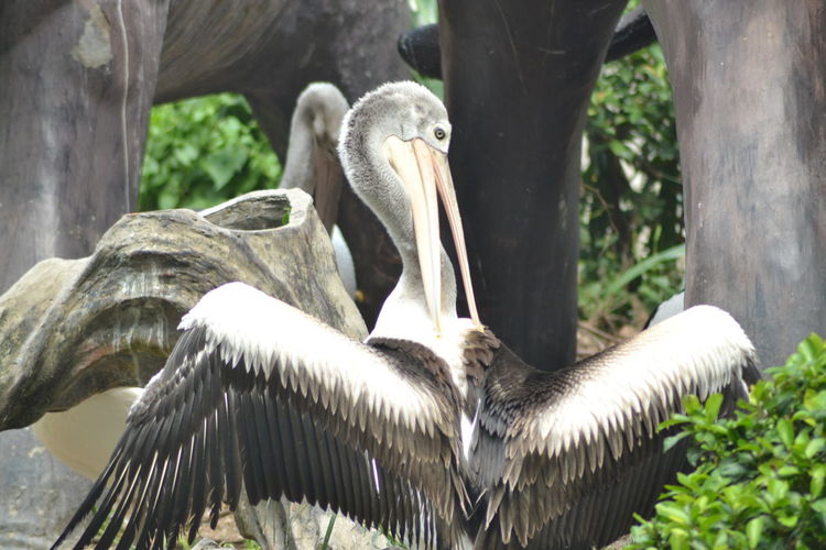 Close-up of pelican perching on tree