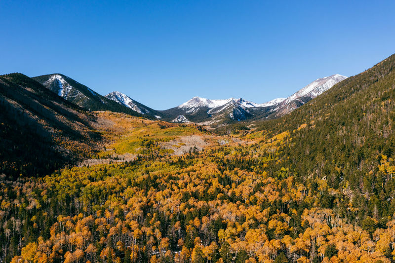 Golden aspen grove with snow-covered mountains in arizona, aerial photo