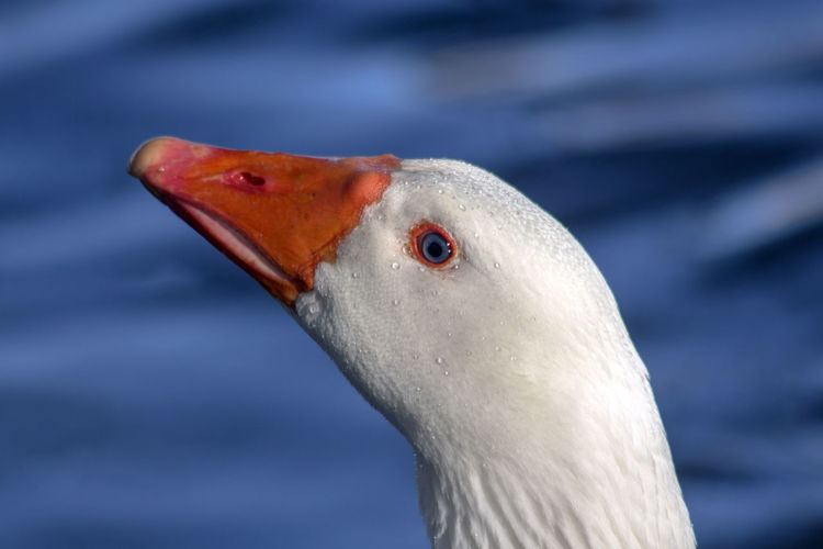 Portrait of a goose with blue eyes. closeup
