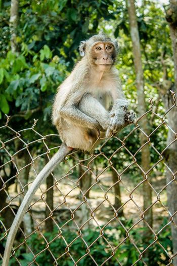 Lion sitting on chainlink fence