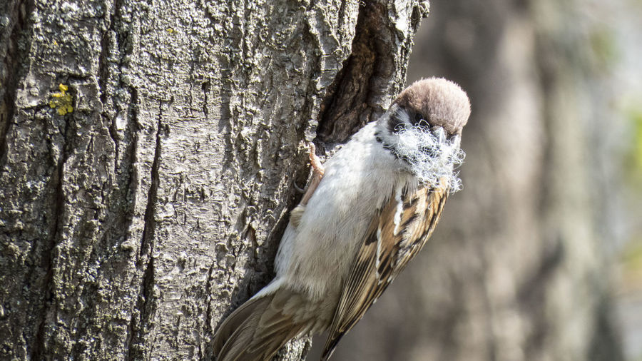 A sparrow builds a nest in the hollow of a tree