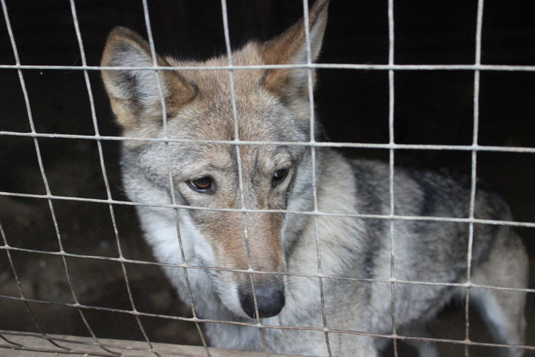 High angle view of wolfdog seen through fence