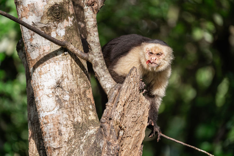 Wild white faced capuchin monkey in costa rica