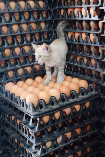 Cat on egg carton stack at store