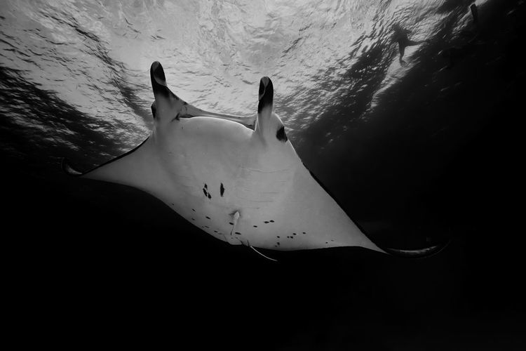 Manta ray swimming in the sea 